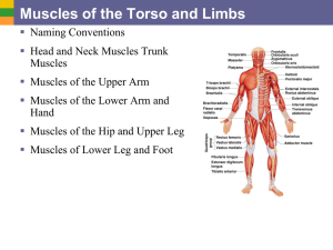Muscles of the Torso and Limbs