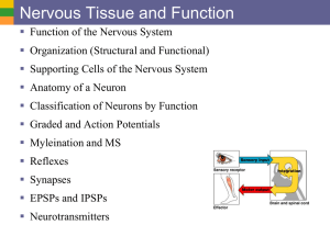 Nervous Tissue and Function