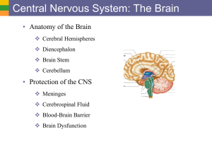 Central Nervous System: The Brain • Anatomy of the Brain