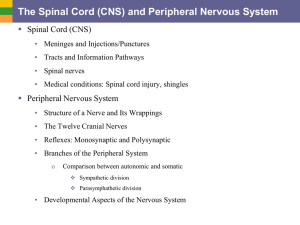 The Spinal Cord (CNS) and Peripheral Nervous System  Spinal Cord (CNS)