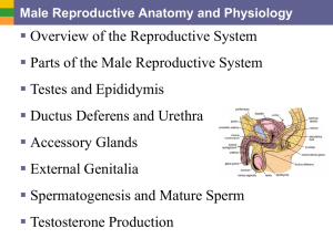 Overview of the Reproductive System Parts of the Male Reproductive System