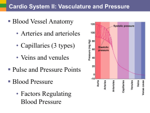  • Blood Vessel Anatomy Arteries and arterioles