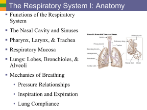The Respiratory System I: Anatomy