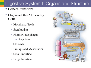 Digestive System I: Organs and Structure  General functions Organs of the Alimentary