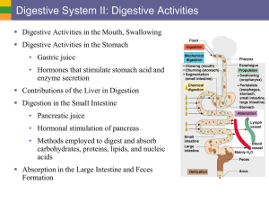 Digestive System II: Digestive Activities