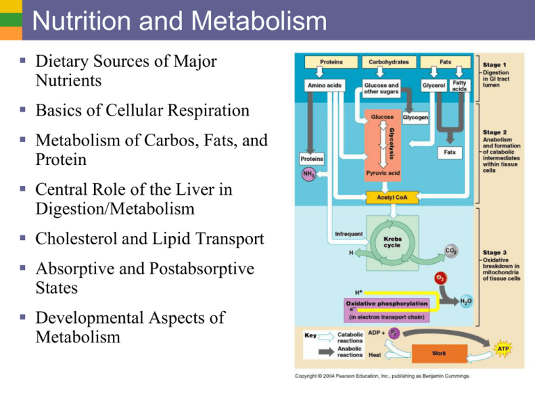 How Does Nutrition Impact Metabolism