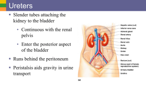 Ureters