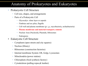 Anatomy of Prokaryotes and Eukaryotes • Prokaryotic Cell Structure