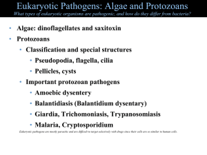 Eukaryotic Pathogens: Algae and Protozoans