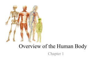 Overview of the Human Body Chapter 1