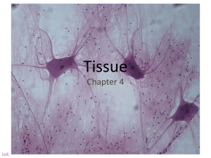 Tissue Chapter 4 Link