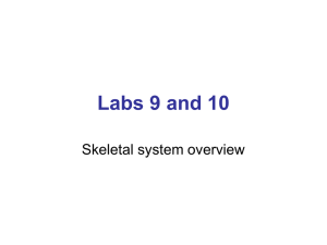 Labs 9 and 10 Skeletal system overview
