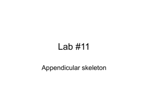 Lab #11 Appendicular skeleton
