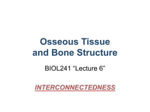 Osseous Tissue and Bone Structure BIOL241 “Lecture 6” INTERCONNECTEDNESS