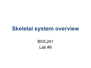 Skeletal system overview BIOL241 Lab #9