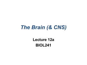 The Brain (&amp; CNS) Lecture 12a BIOL241