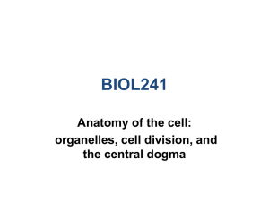 BIOL241 Anatomy of the cell: organelles, cell division, and the central dogma