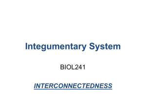 Integumentary System BIOL241 INTERCONNECTEDNESS