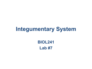 Integumentary System BIOL241 Lab #7