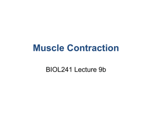 Muscle Contraction BIOL241 Lecture 9b