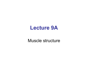 Lecture 9A Muscle structure