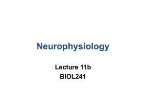 Neurophysiology Lecture 11b BIOL241