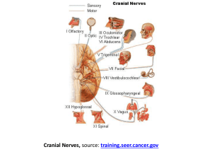 Cranial Nerves, training.seer.cancer.gov