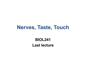 Nerves, Taste, Touch BIOL241 Last lecture