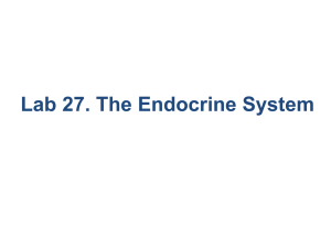 Lab 27. The Endocrine System