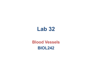 Lab 32 Blood Vessels BIOL242