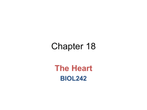 Chapter 18 The Heart BIOL242