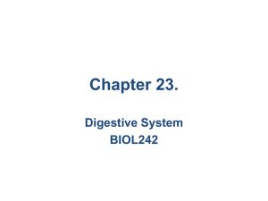 Chapter 23. Digestive System BIOL242