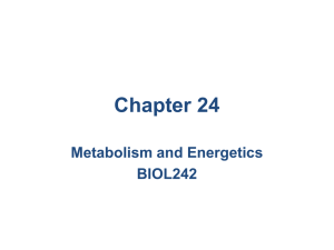 Chapter 24 Metabolism and Energetics BIOL242