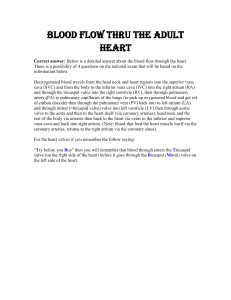 Blood Flow thru the Adult Heart