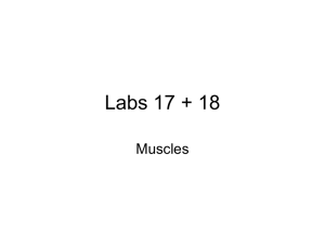 Labs 17 + 18 Muscles