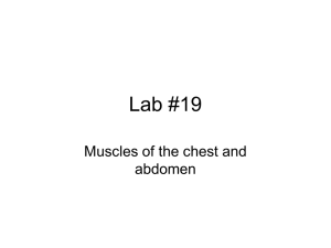 Lab #19 Muscles of the chest and abdomen