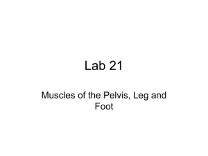 Lab 21 Muscles of the Pelvis, Leg and Foot