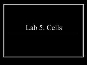 Lab 5. Cells