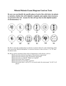 Mitosis/Meiosis Exam Diagram Used on Tests