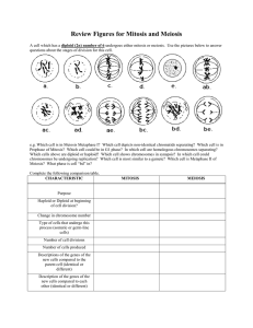Review Figures for Mitosis and Meiosis