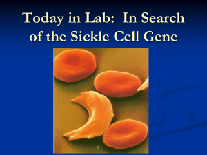 Today in Lab:  In Search of the Sickle Cell Gene