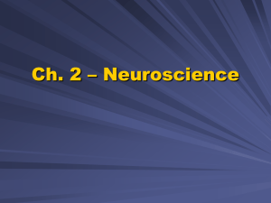 Ch. 2 – Neuroscience