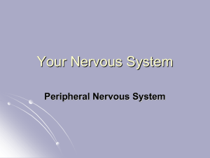 Your Nervous System Peripheral Nervous System