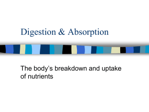 Digestion &amp; Absorption The body’s breakdown and uptake of nutrients