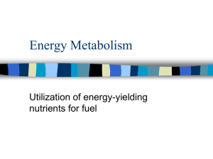 Energy Metabolism Utilization of energy-yielding nutrients for fuel