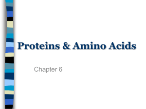 Proteins &amp; Amino Acids Chapter 6