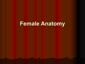 Female Anatomy 1