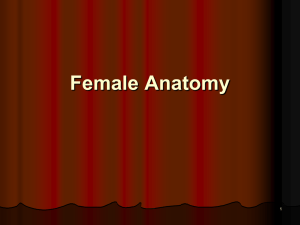 Female Anatomy 1