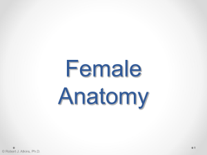 Female Anatomy © Robert J. Atkins, Ph.D. 1