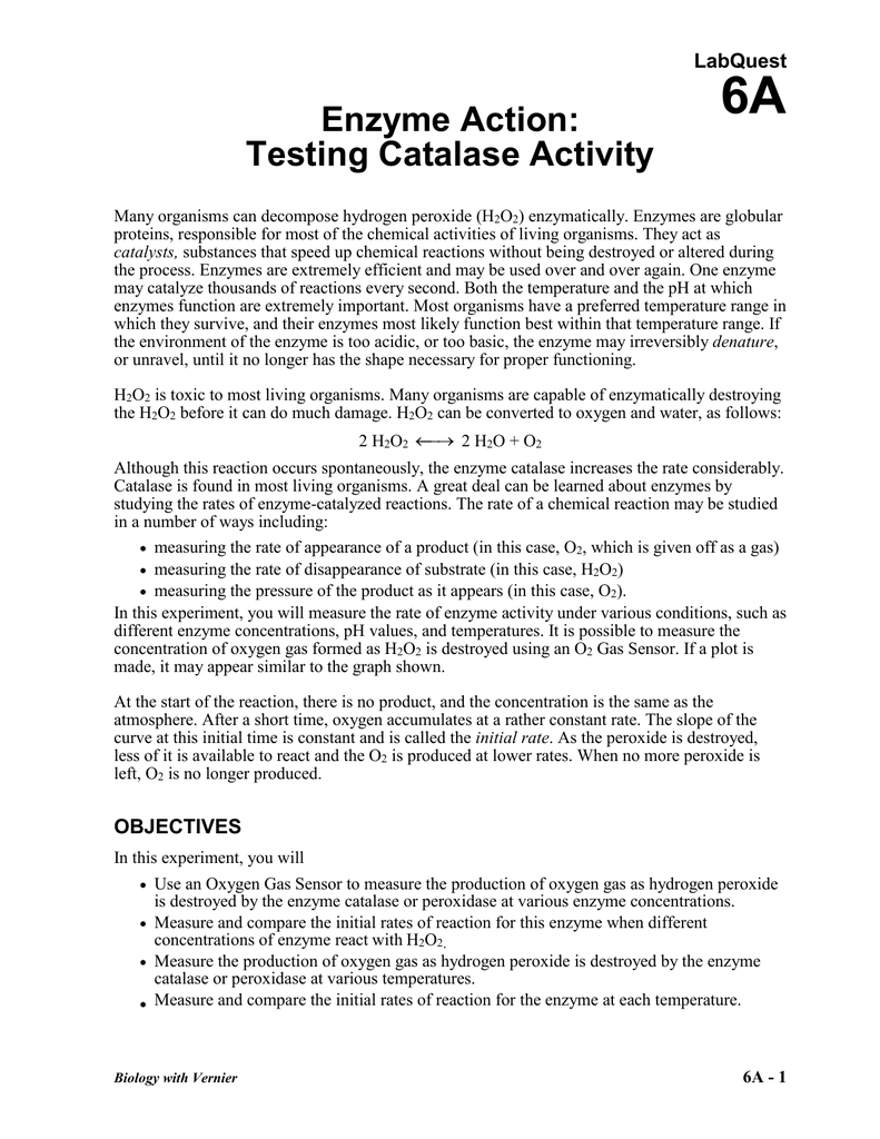 catalase enzyme activity lab report
